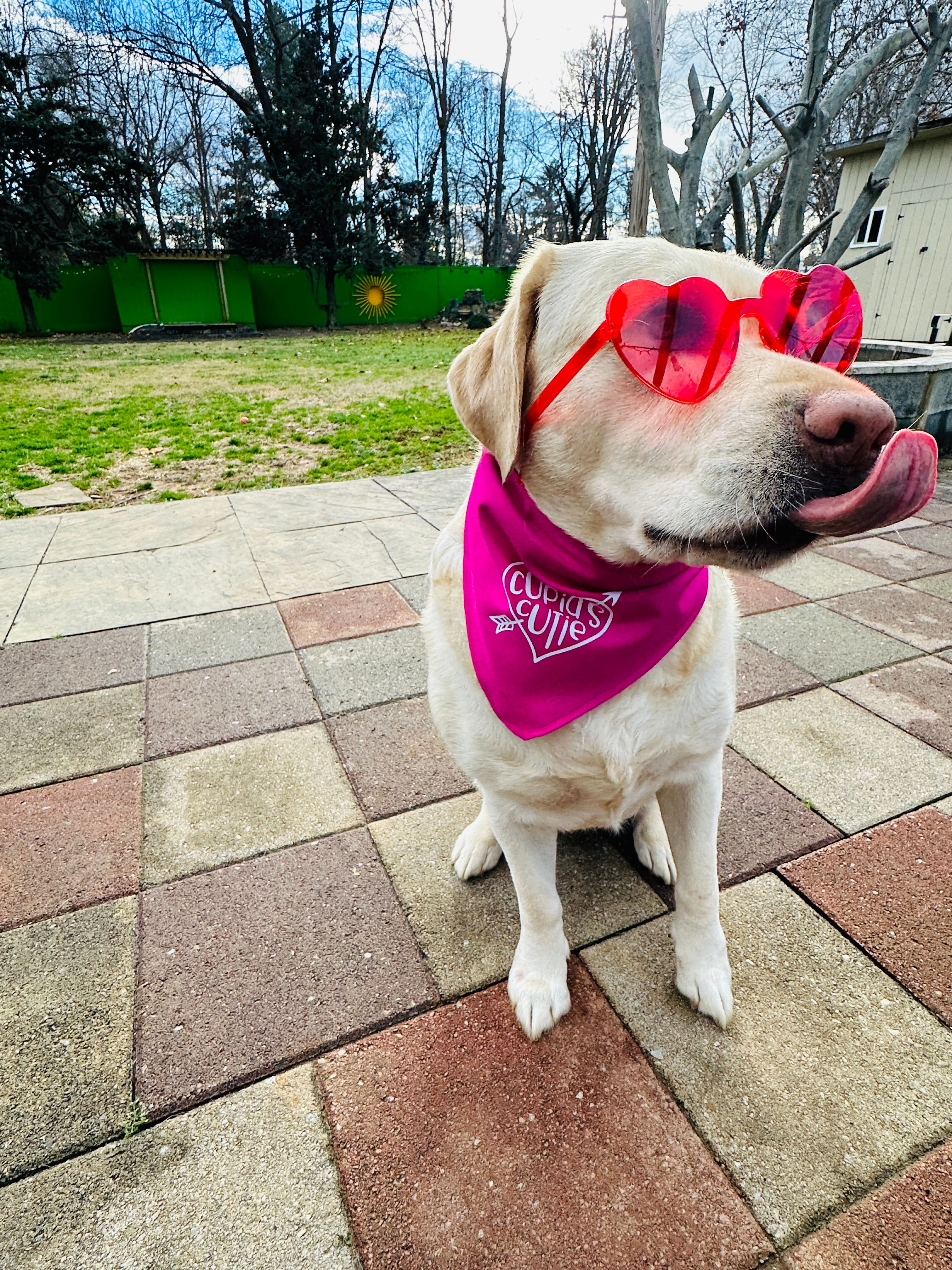 Pet Bandanas